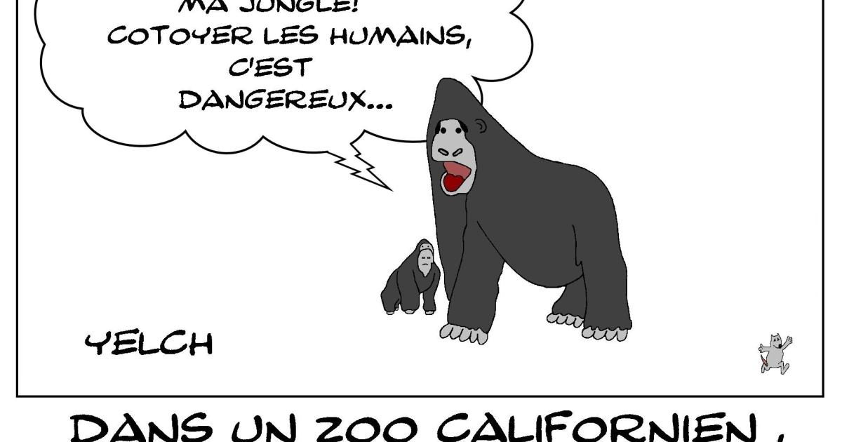 Gorilles flippés