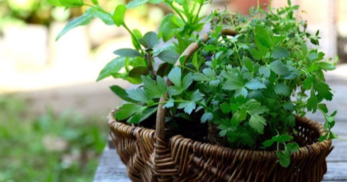 Add Blooming Spices To Your Nursery