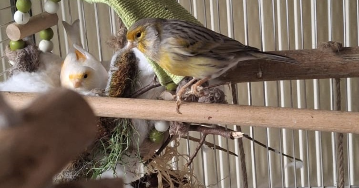 Wings et Chicken - La vie continue