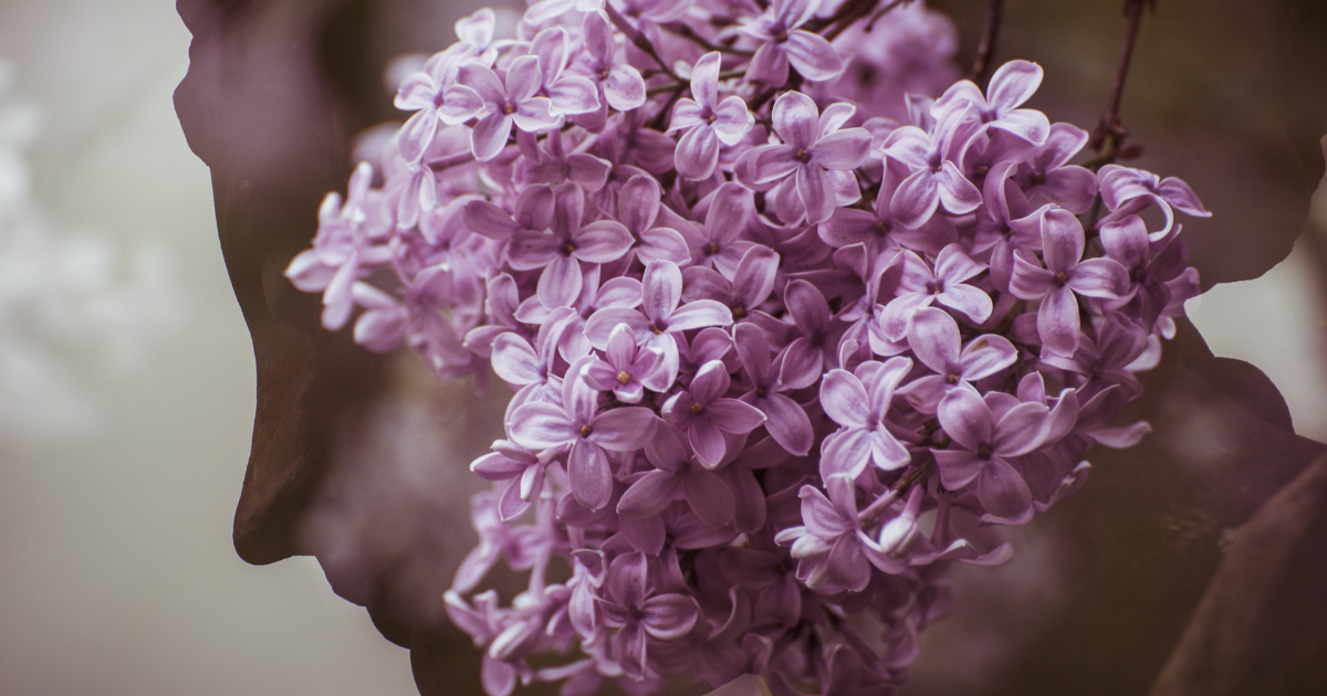 Toutes des fleurs ...