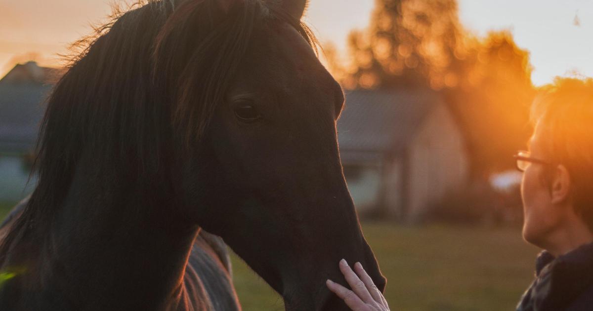 Ecurie Kevyn Thonnerieux : Félicia de Bess à Cagnes-sur-Mer, Félin de Bomo à Agen