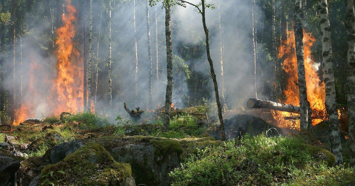 Feu de forêt