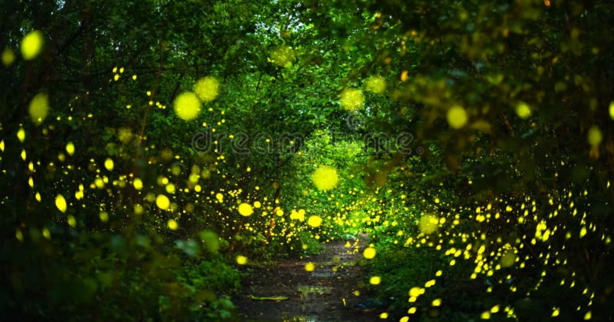 Jour numéro 23 : Luciole