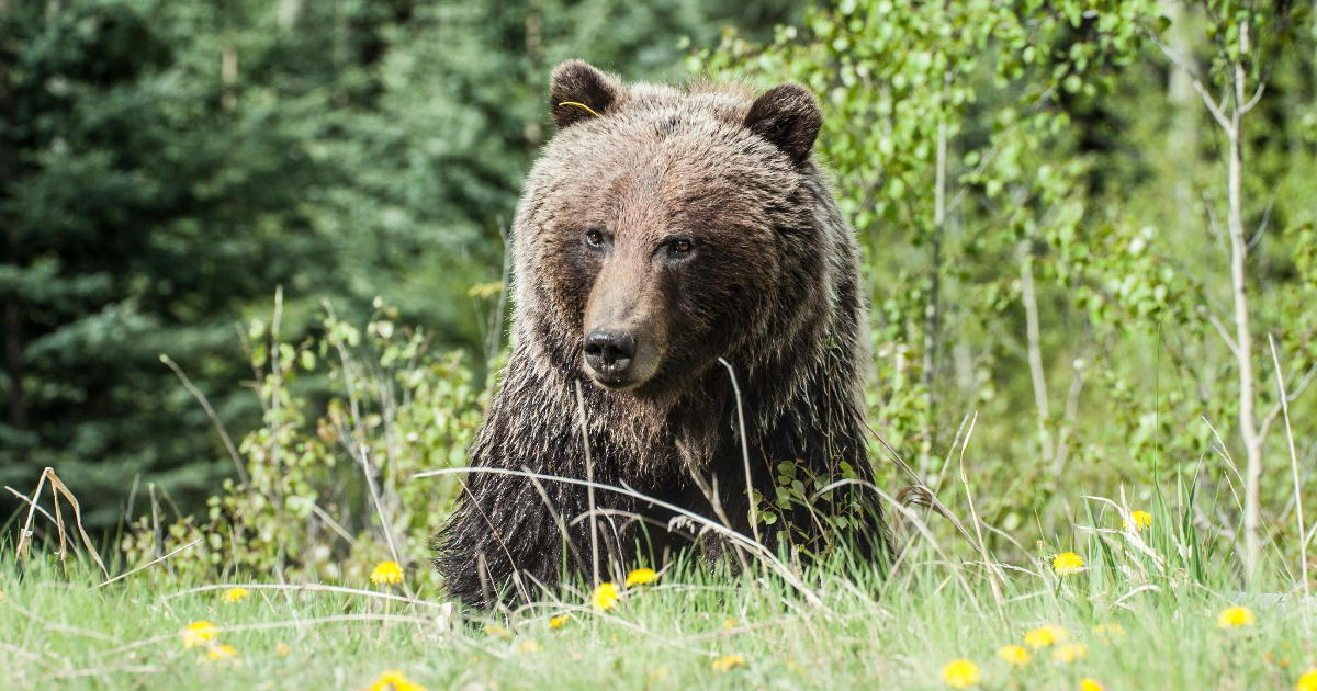 L'ours de foire
