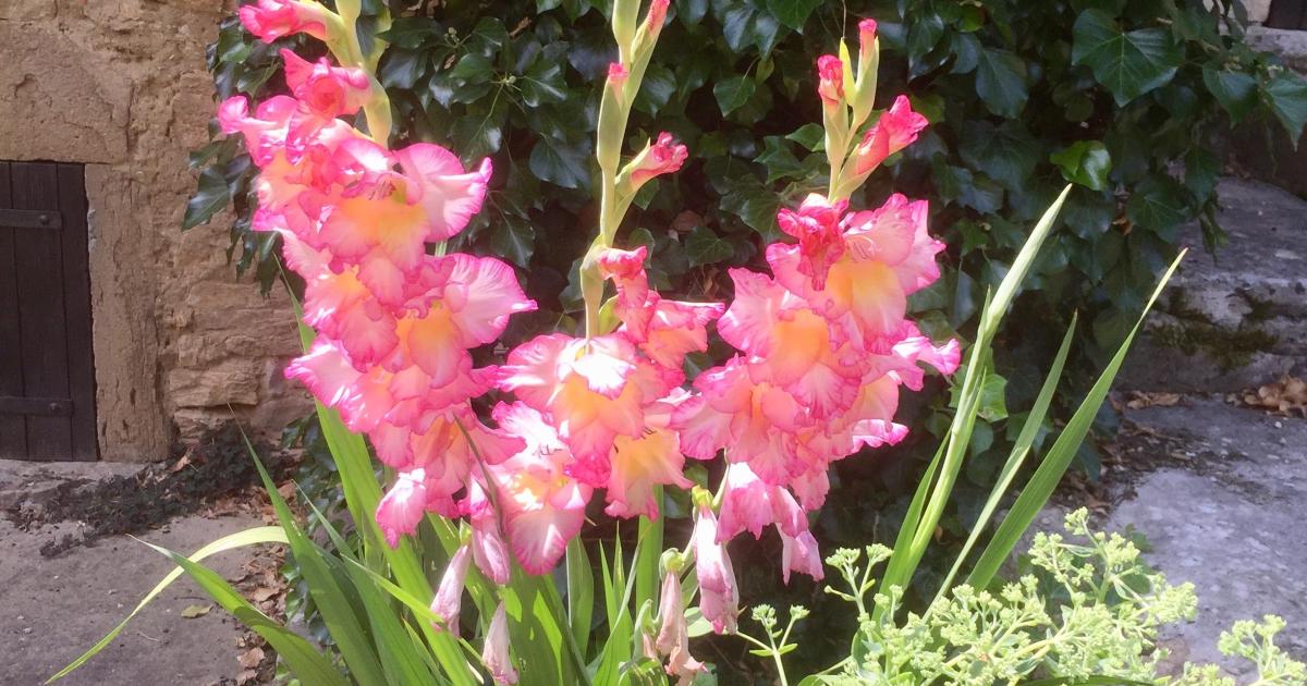 Le jardin du 22 Juillet