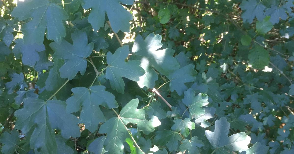 Le jardin du 20 Juillet