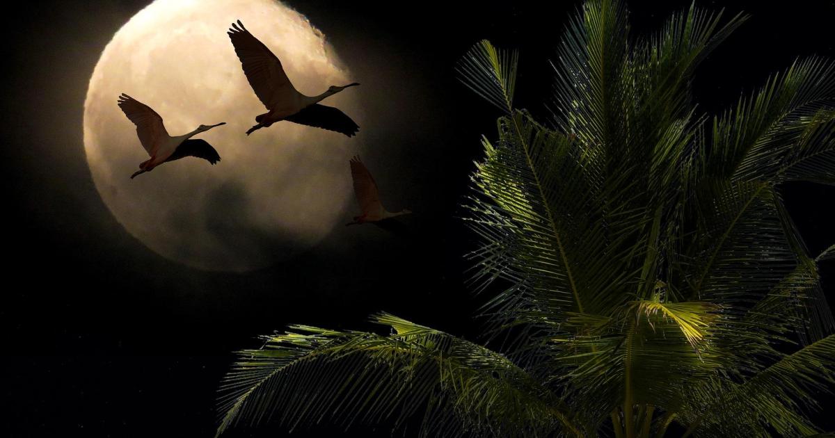 Vol de nuit
