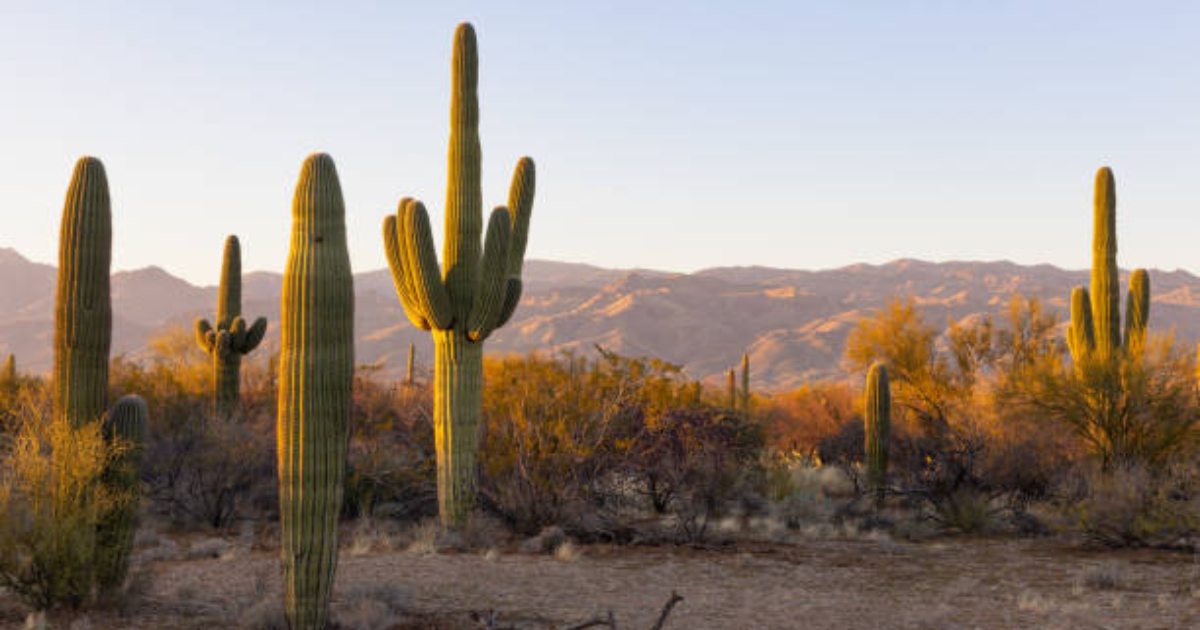 Jour numéro 4 : Cactus