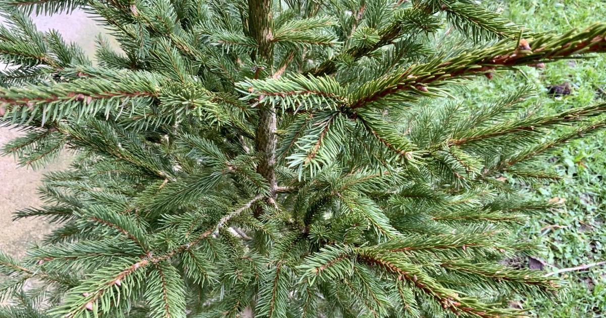 Votre calendrier de l'Avent - 9 Décembre