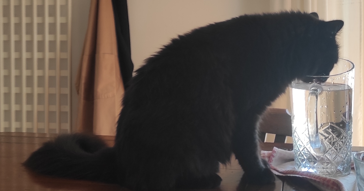 Il re dei gatti