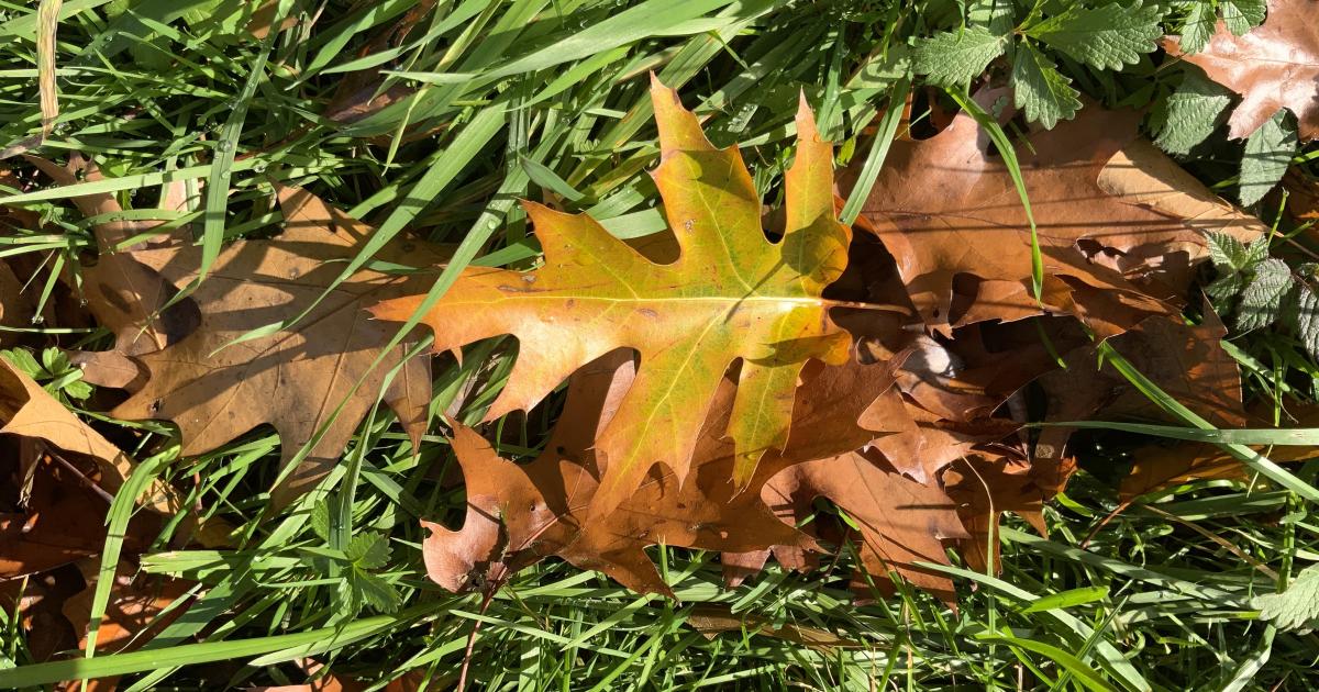 Le jardin du 24 Octobre