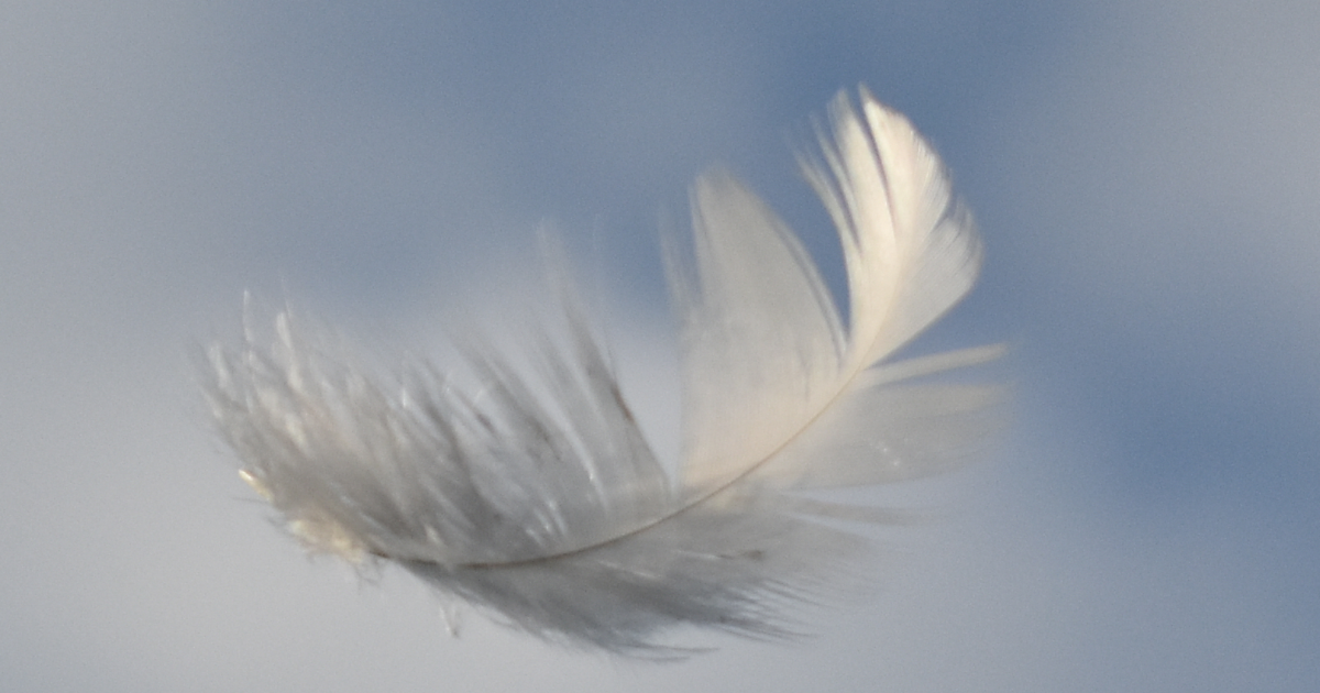 Une plume blanche
