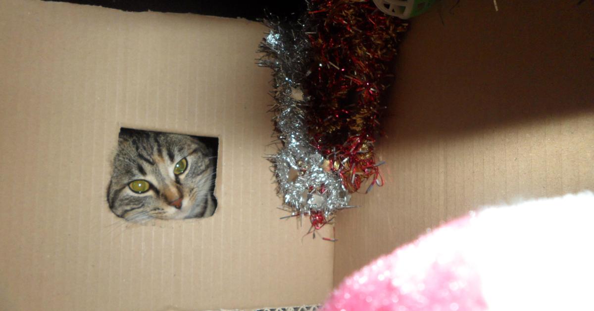 Un chaton pour Noël