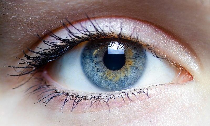 L'ŒIL, le CONTOUR des YEUX