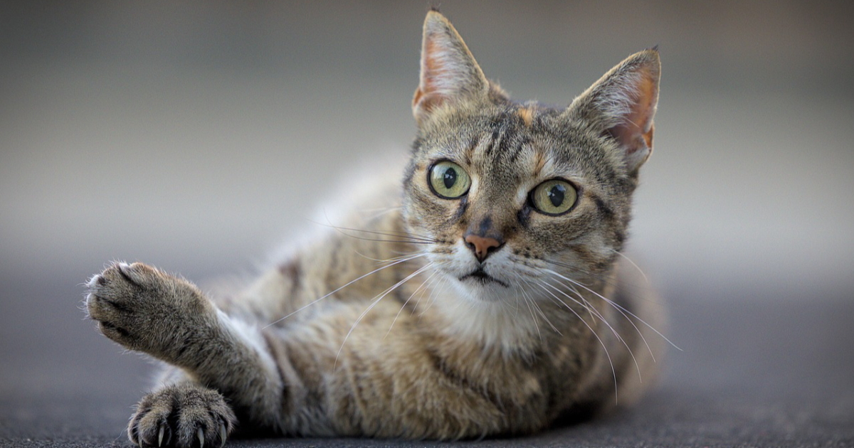 LA  PATEE  à  TIMOTHEE