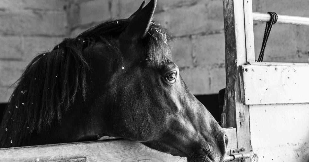 Ecurie Kevyn Thonnerieux : Qui es tu Mélissande Chabran ?