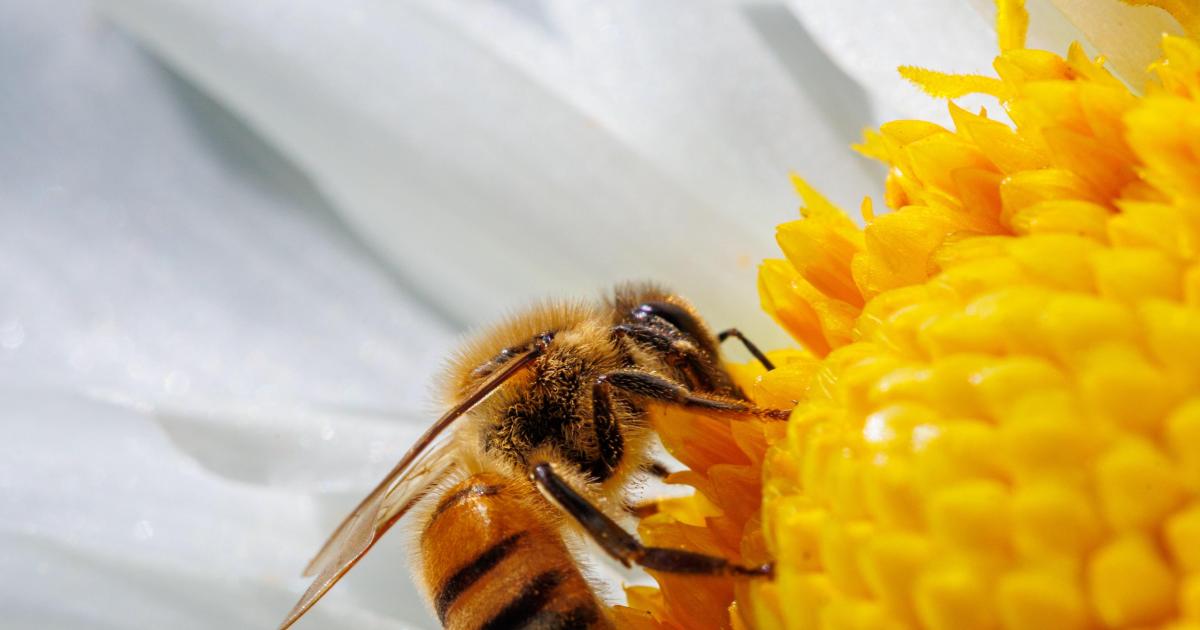 Nombres premiers tronquables