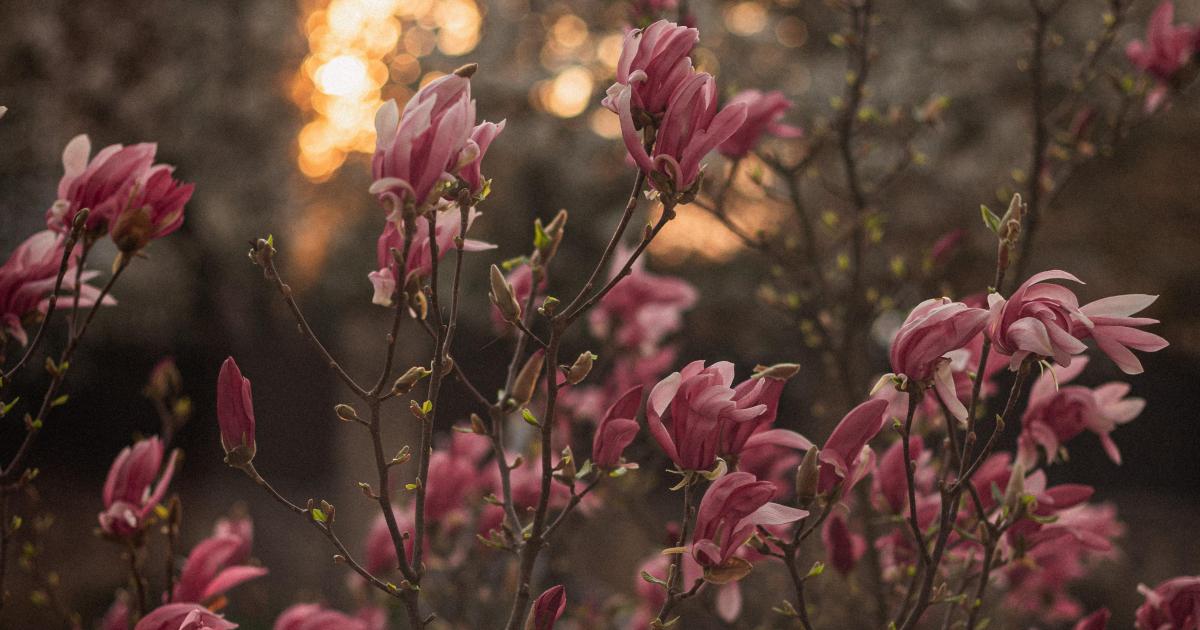 Episode 6 - Mais où va Alba ?