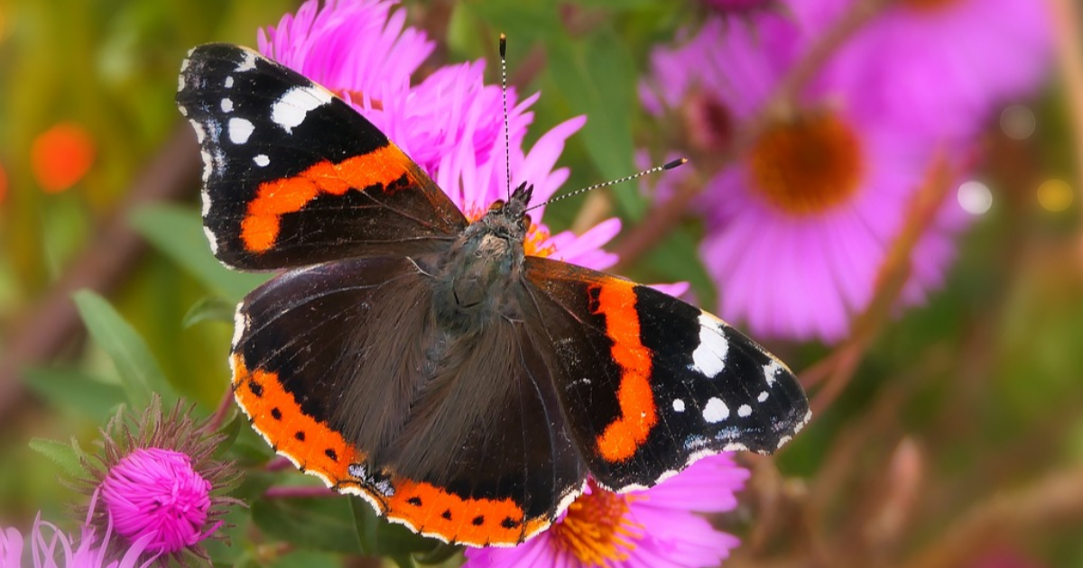 Adieu papillon