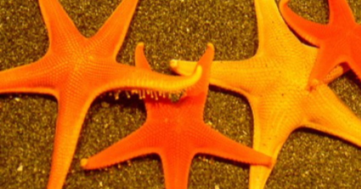 Jour numéro 7 : Étoile de mer