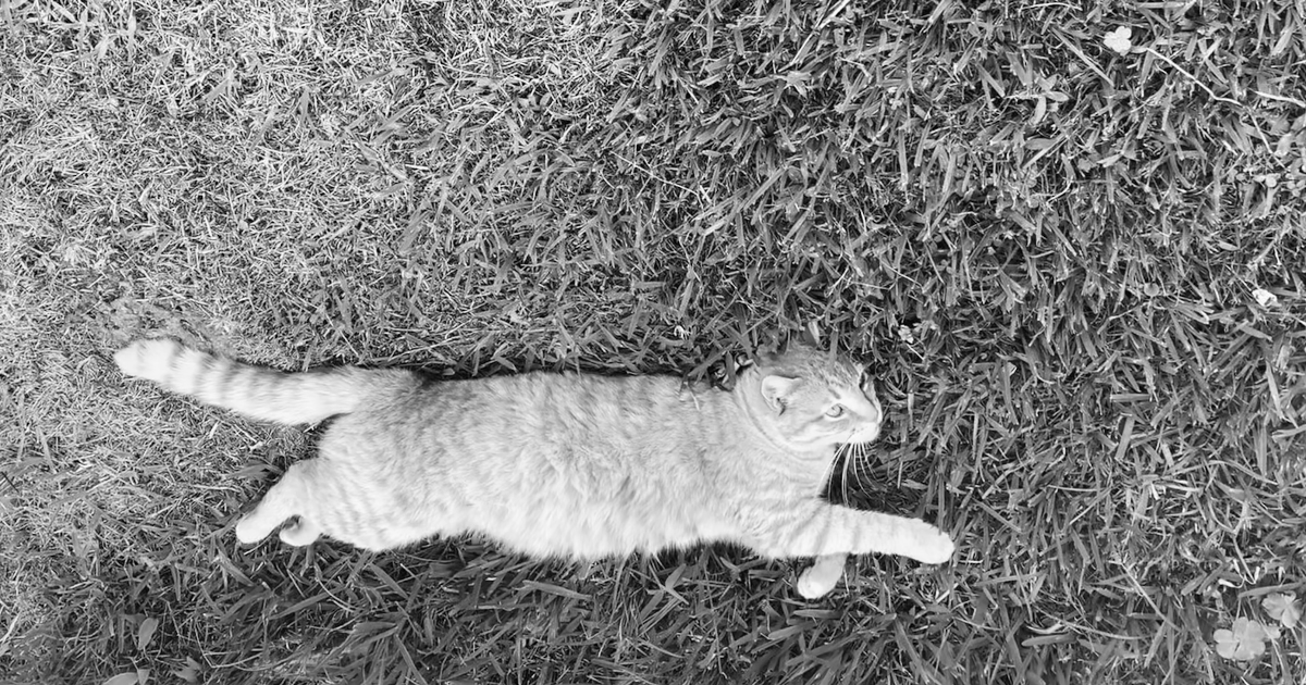 Mon Jack