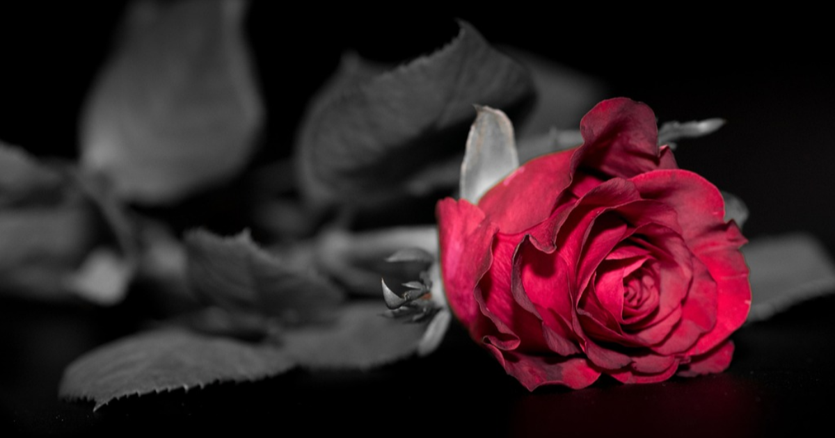 Romance, Dark romance : gare au mépris de genre !