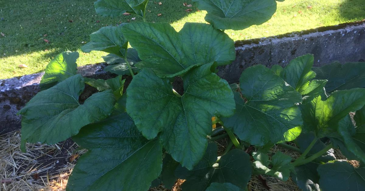 Le jardin du 10 Juillet