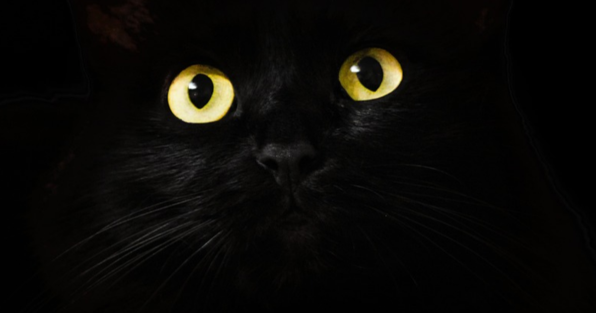 La légende du chat noir ...
