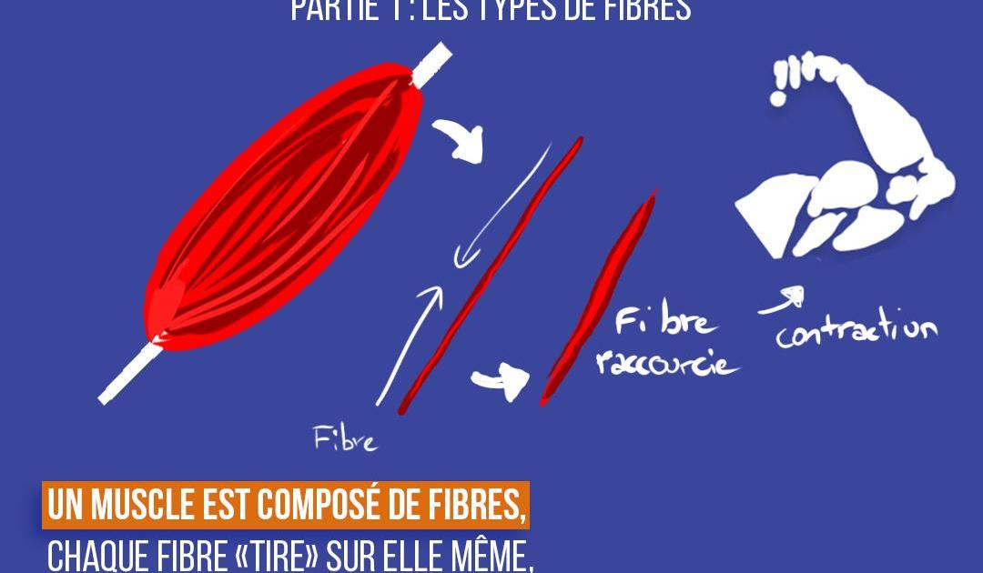 Les fibres musculaires et leur impact sur ton entraînement