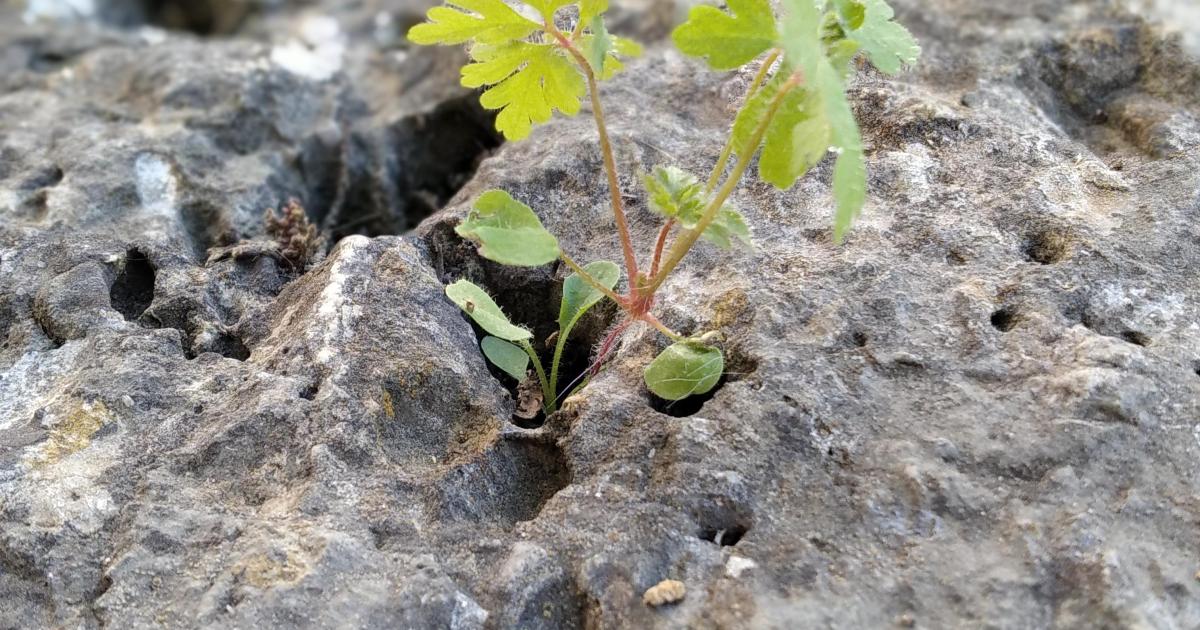 Allégorie de la déraison éclairée  