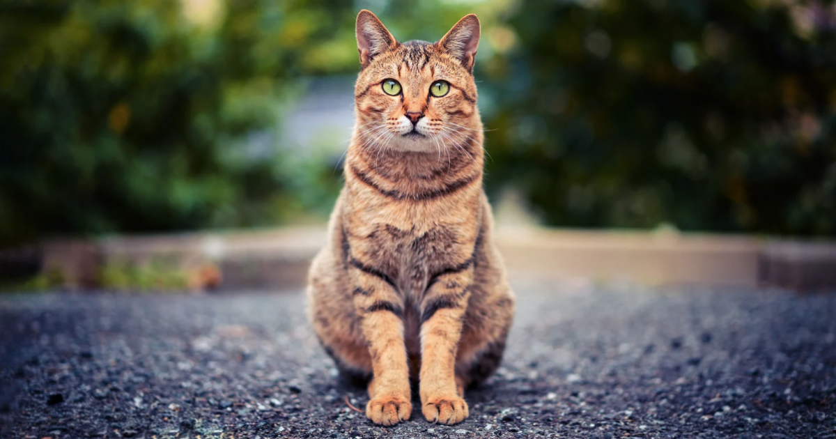 Du pipi de chat