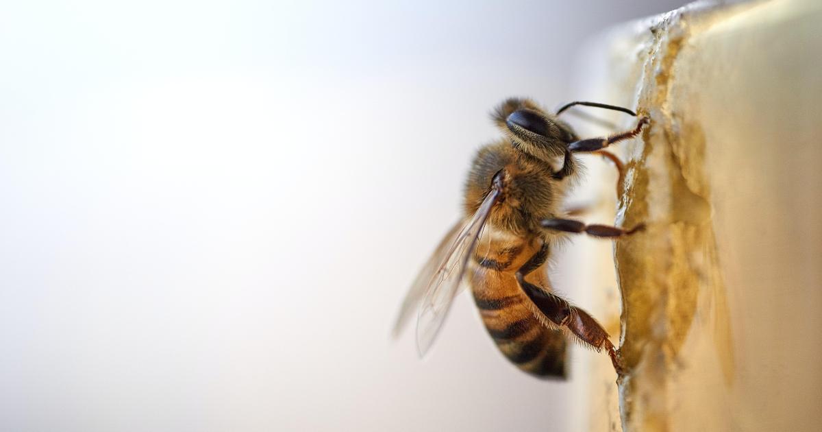Quand les abeilles meurent, pourquoi ?
