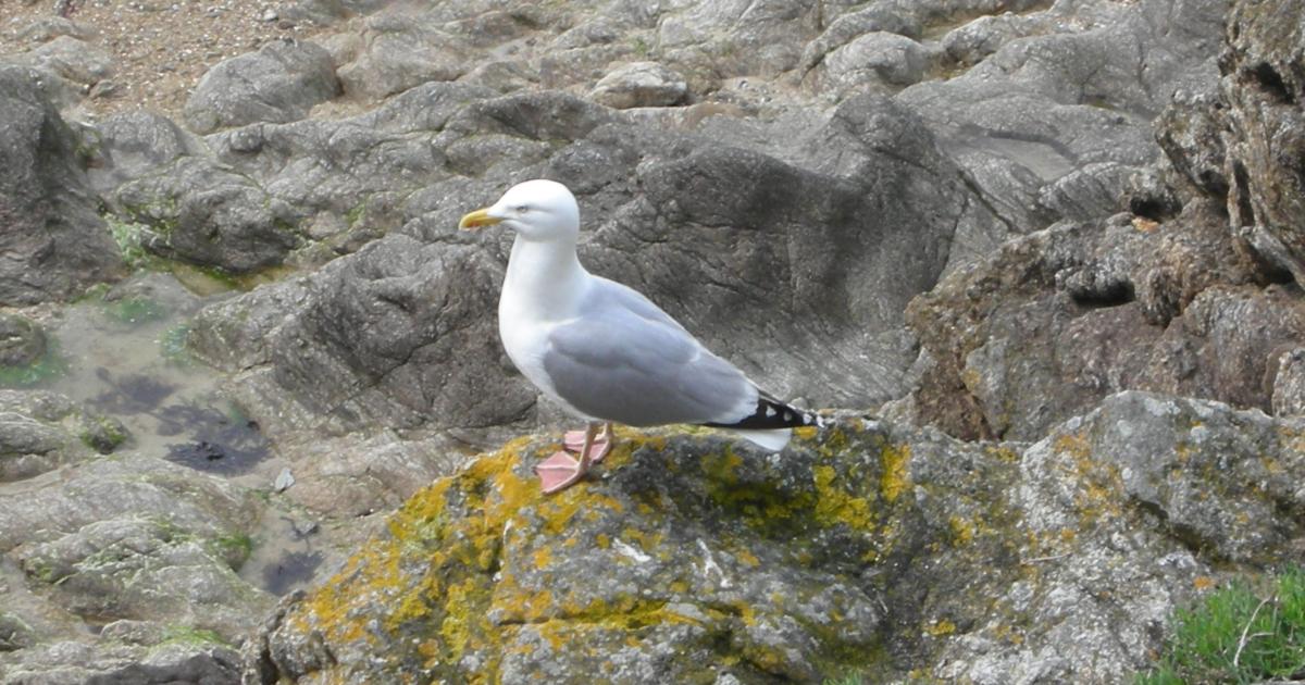 L'Enfant de Rosporden - 4/6