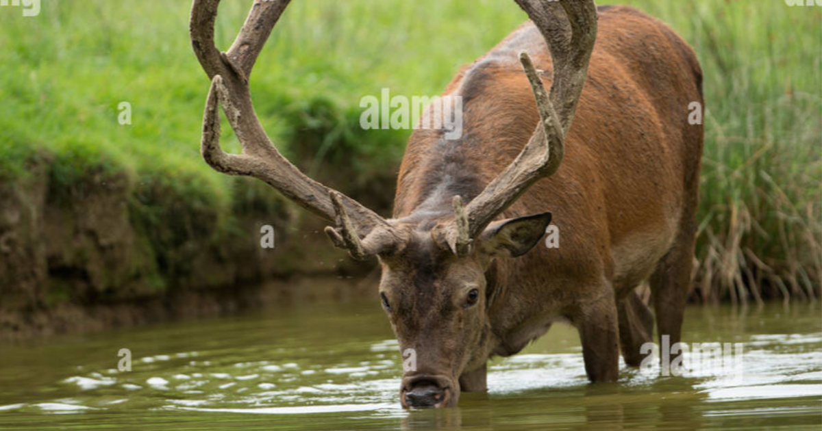 Jour numéro 5 : Cerf