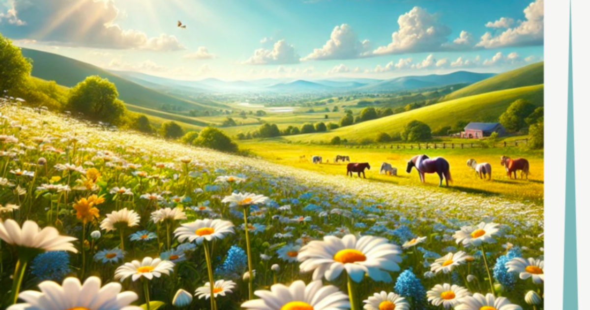 Le champ de marguerites