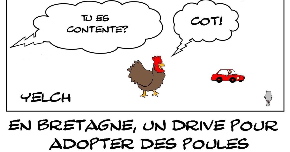 Drive pour adopter des poules
