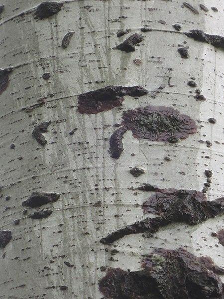 Autobiographie #3| Le Bouleau