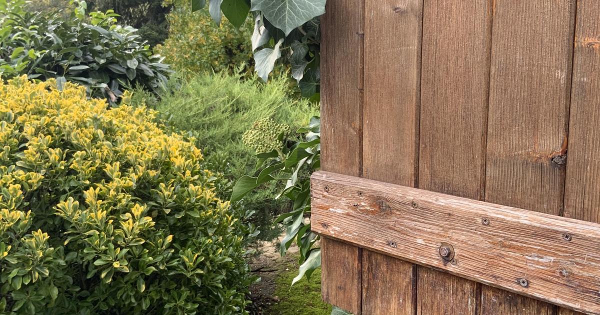 Le jardin grimpant du 28 Octobre