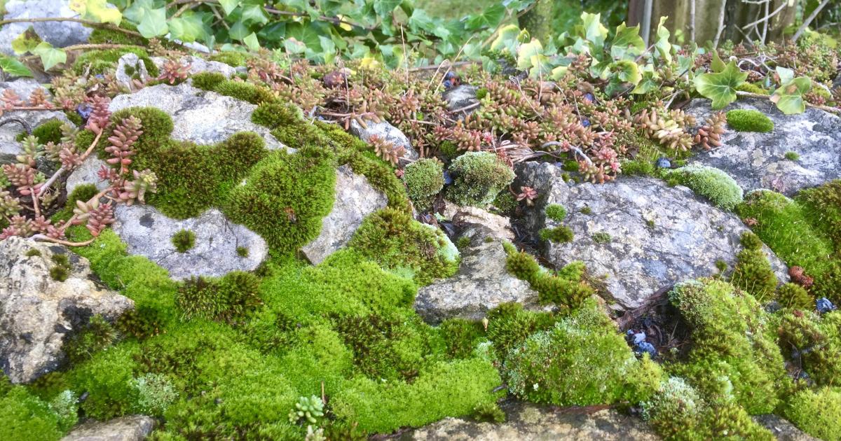 La blanche joie d'être