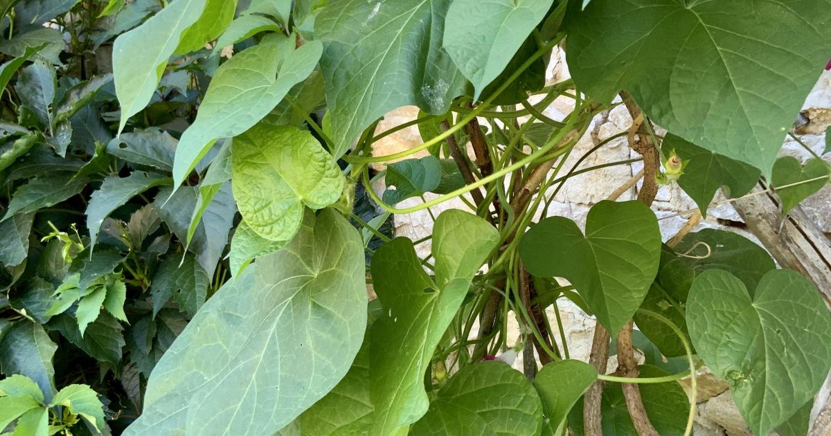 Le jardin du 31 Juillet