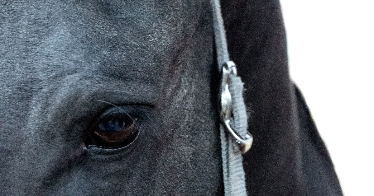 Chanson du cavalier II (Hommage à Paco Ibanez)