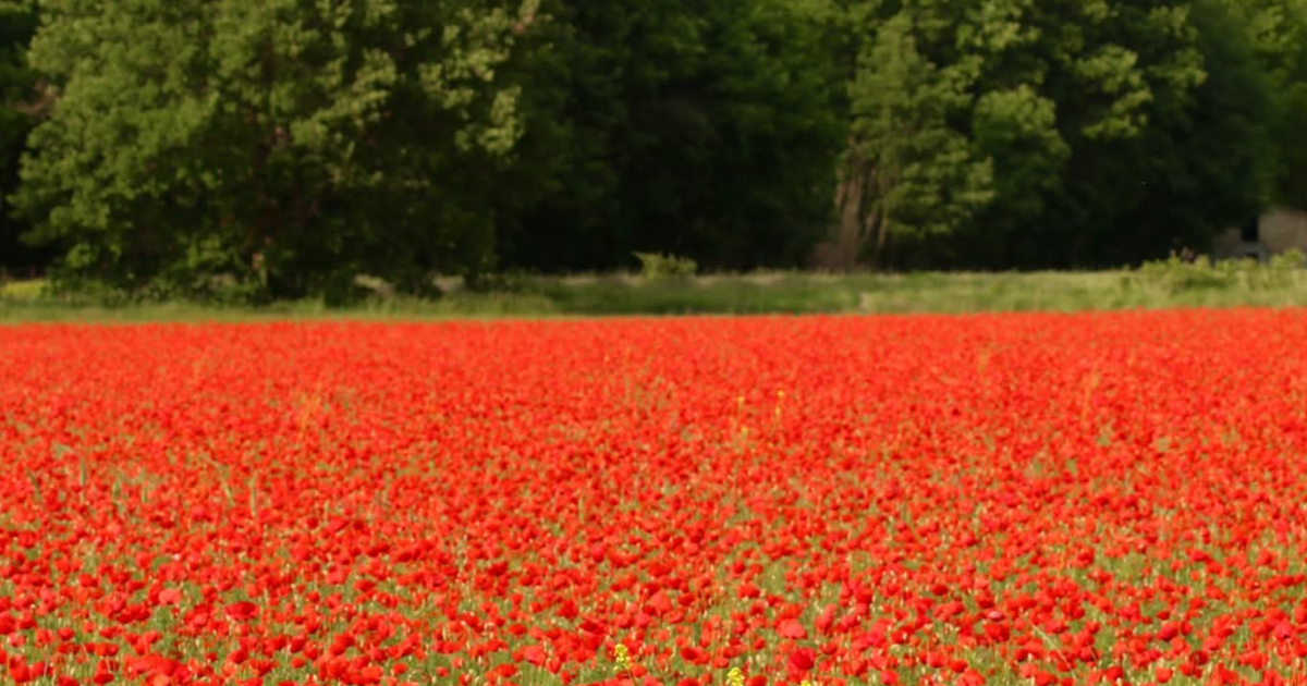 LE CHANT DE L'HÉLICE ET LA SAINTE SINÉCURE