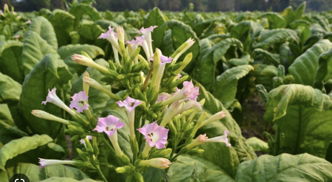 Une peur de plus en ce monde!