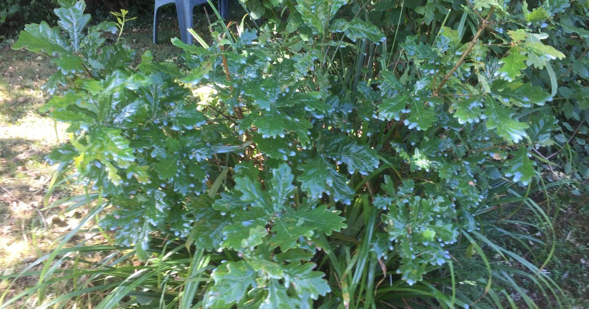 Le jardin du 16 Juillet