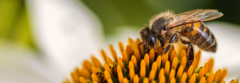 Des abeilles pour détecter des explosifs