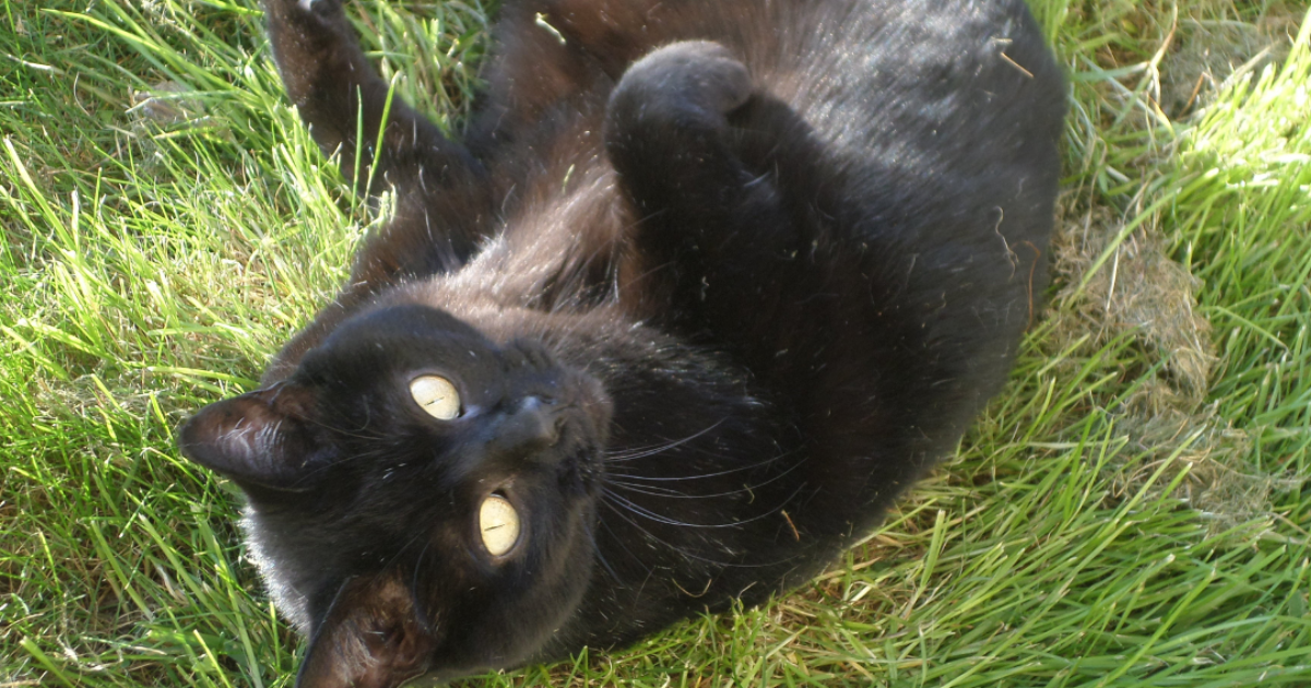 Message de Chipie : Incarnation et abandon