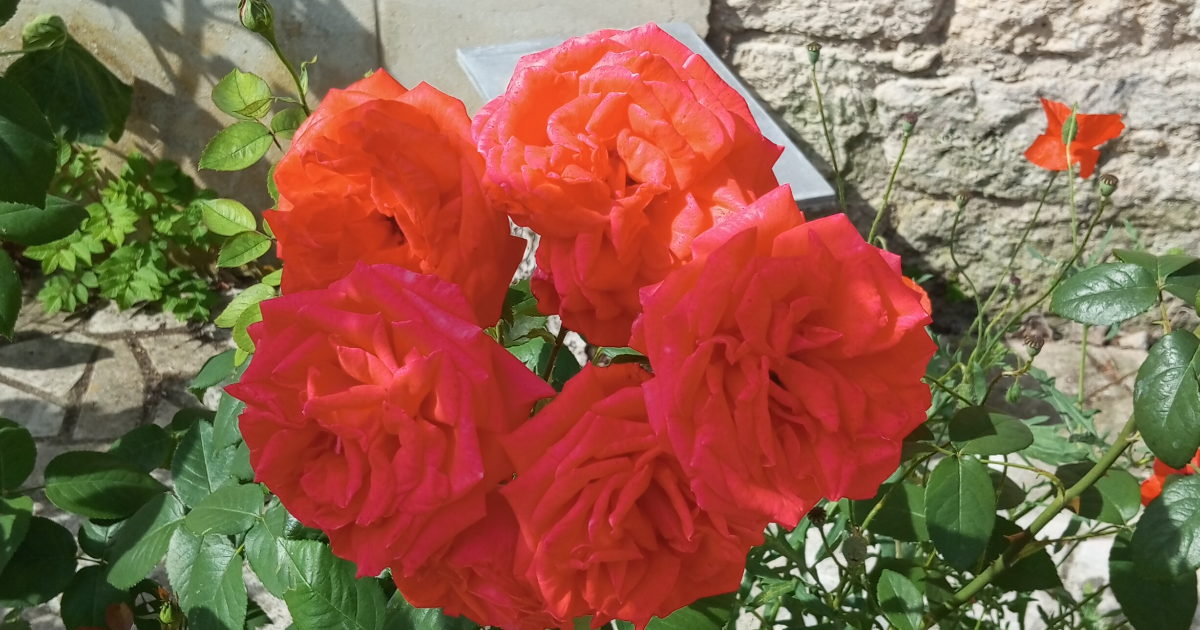 La renaissance: Un progrès quiz