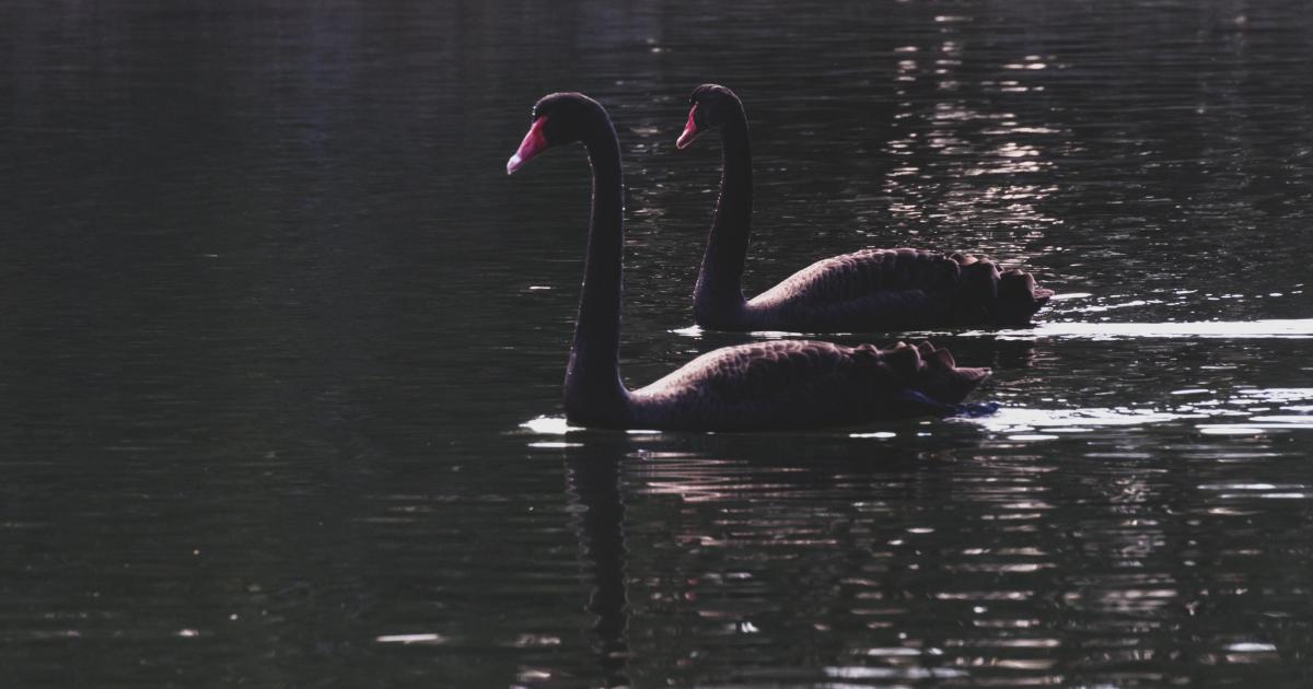 le Virus et le Cygne Noir : Black Swan en 2020