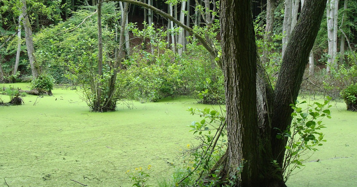 Marais
