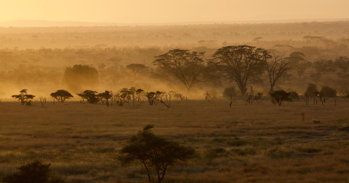 Faune sud-africaine (1)